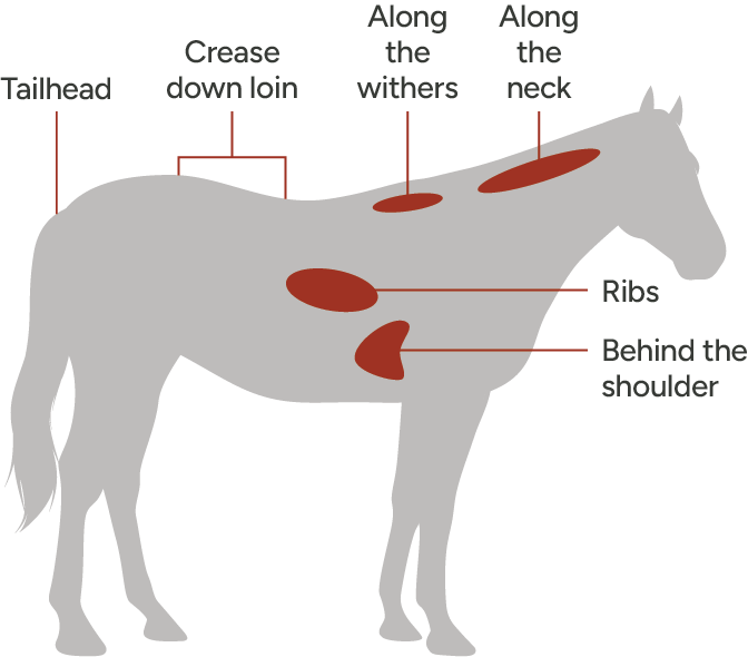 Horse-diagram-1