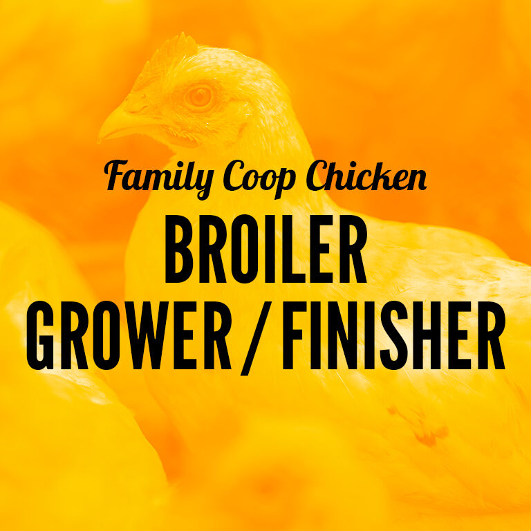 Chicken-Broiler_Grower_Finisher