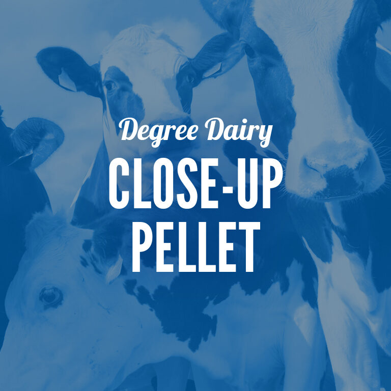 Dairy-Close_Up_Pellet