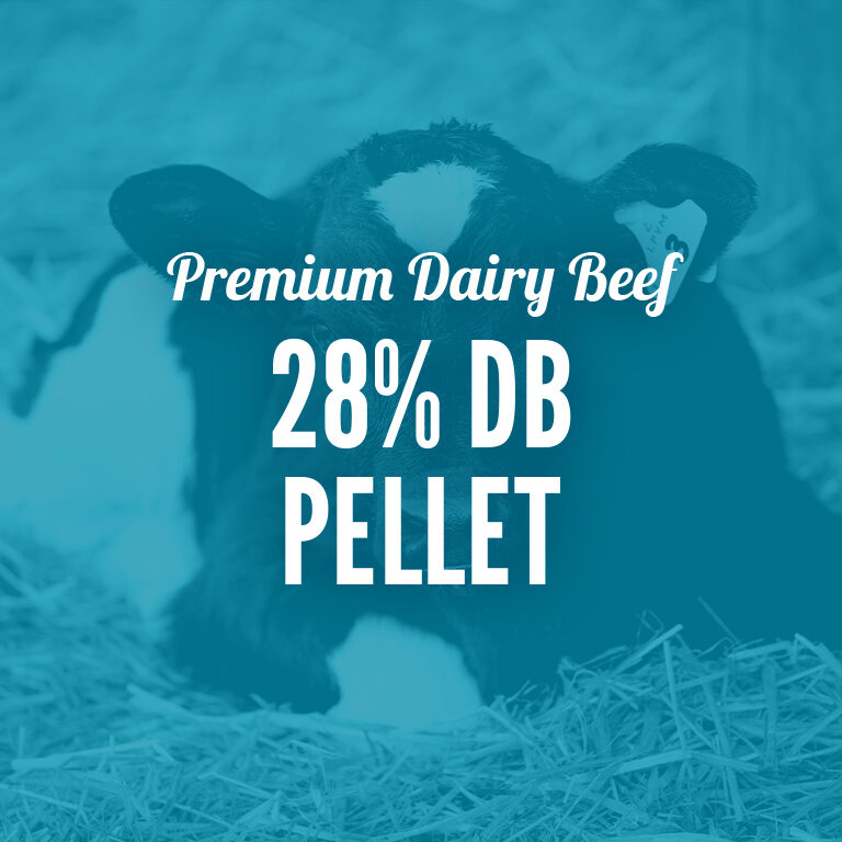 Dairy_Beef-28_DB_Pellet