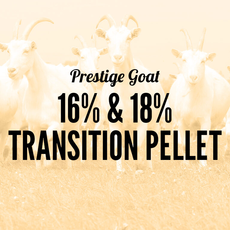 Goat-16_18_Transition_Pellet