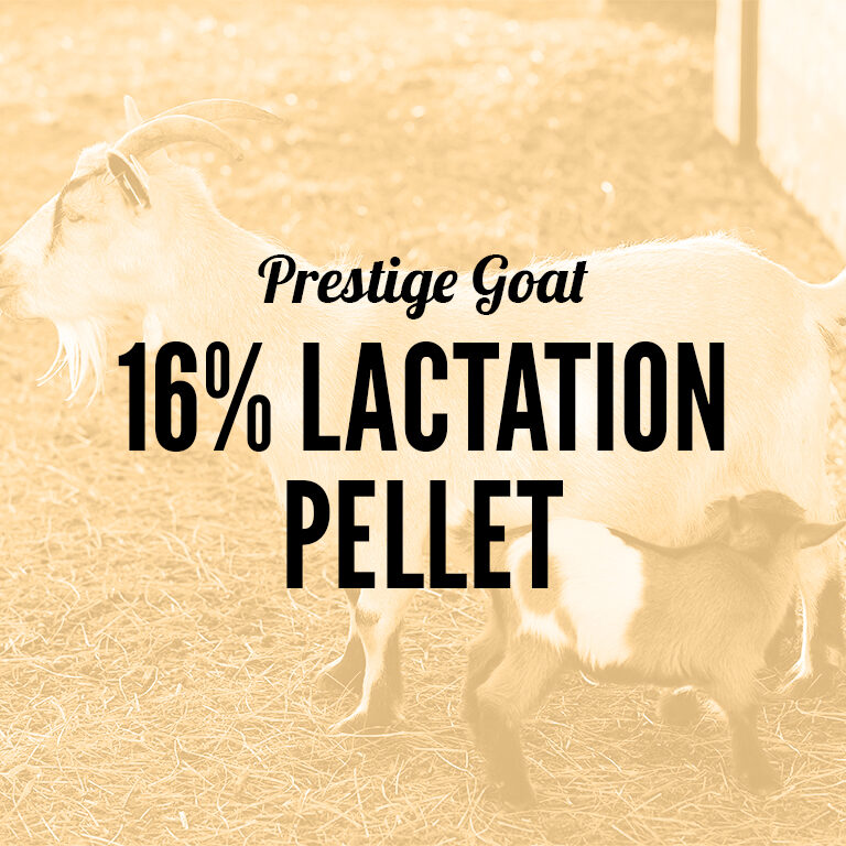 Goat-16_Lactation_Pellet