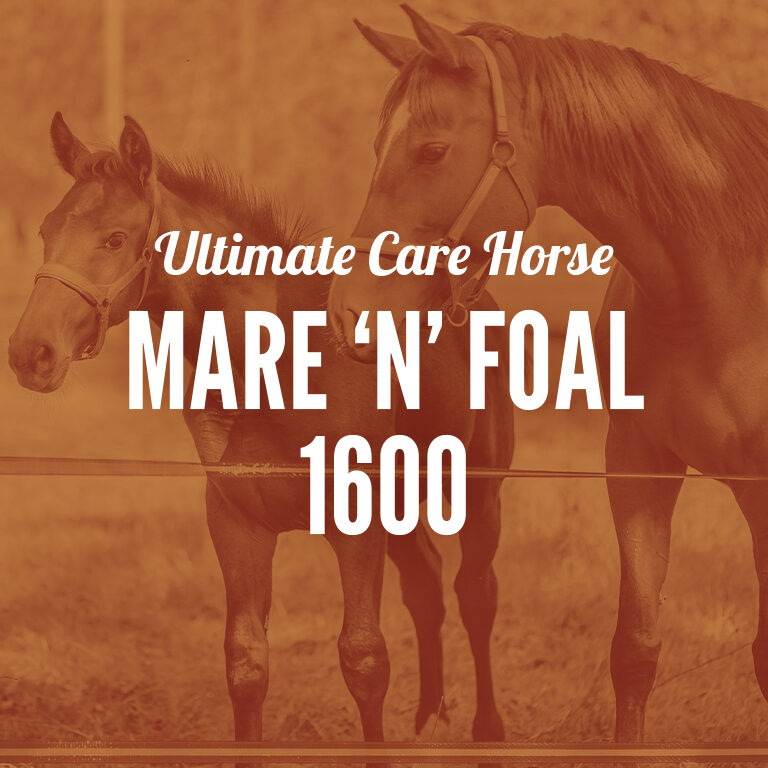 Horse-Mare_N_Foal_1600