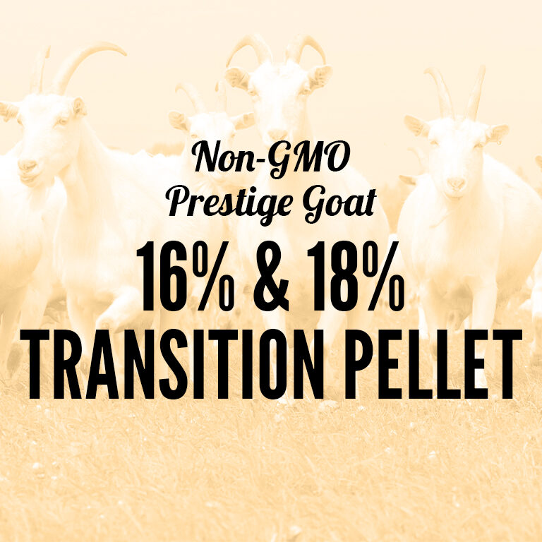 Non-GMO-Goat-16_18_Transition_Pellet