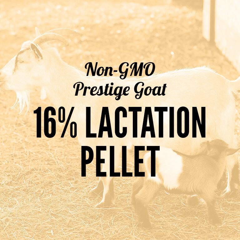 Non-GMO-Goat-16_Lactation_Pellet