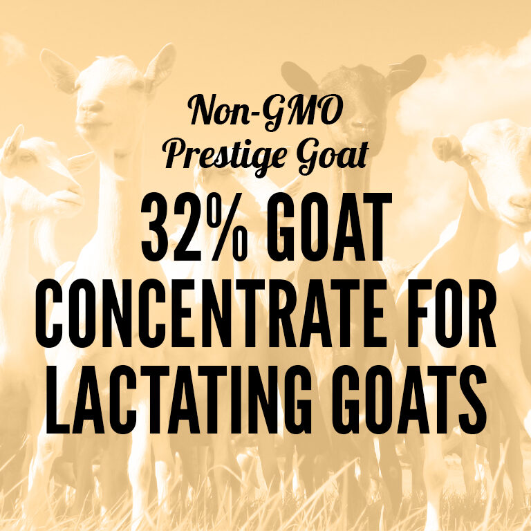 Non-GMO-Goat-32_Goat_Concentrate_for_Lactating_Goats
