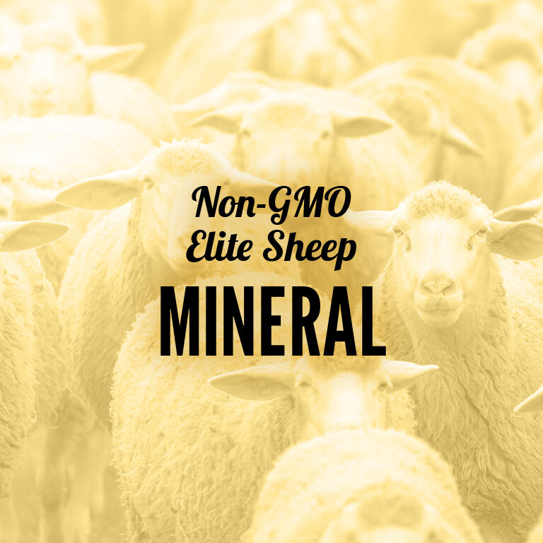 Non-GMO-Sheep-Mineral