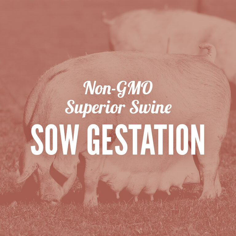 Non-GMO-Swine_Sow_Gestation