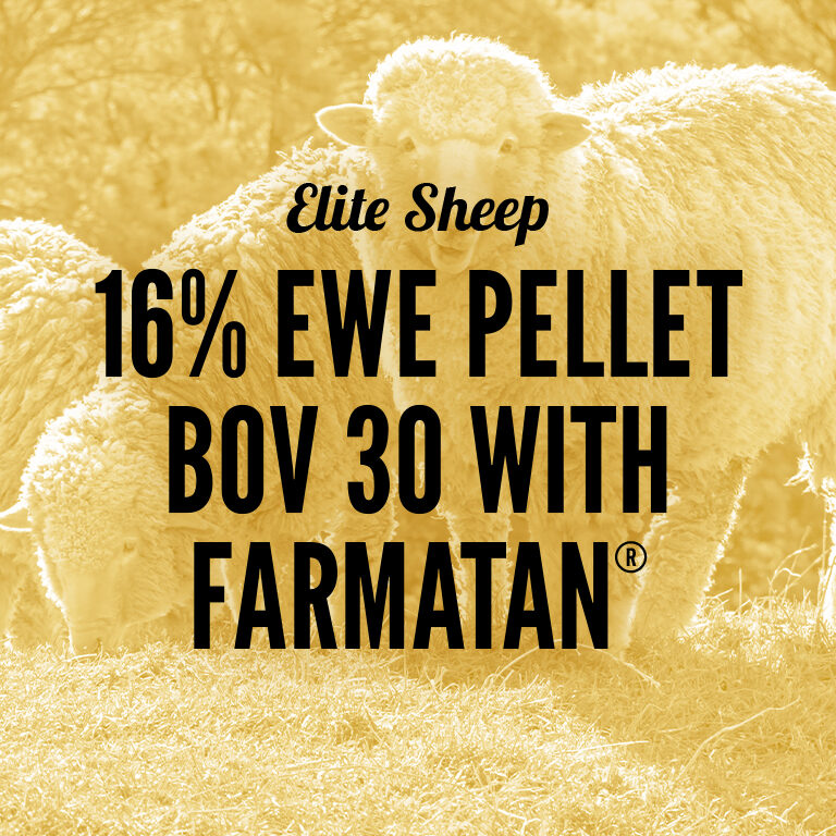 Sheep-16_Ewe_Pellet_BOV_30_With_Farmatan