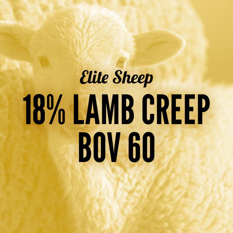 Sheep-18_Lamb_Creep_BOV_60