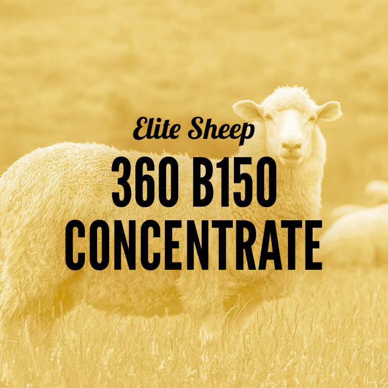 Sheep-360_B150_Concentrate