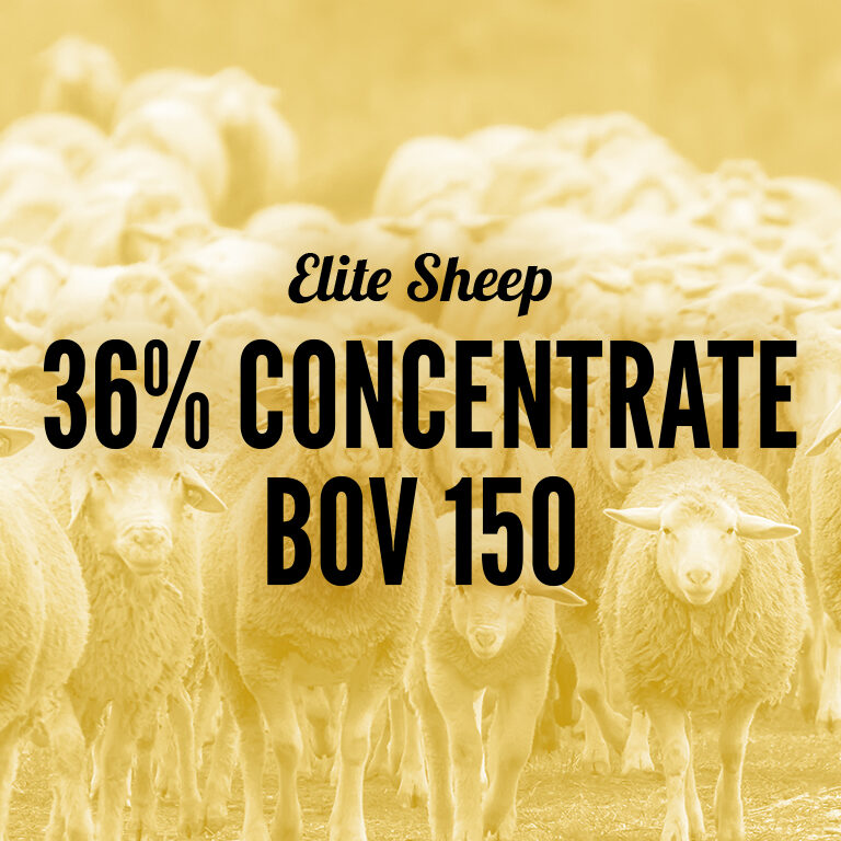Sheep-36_Concentrate_BOV_150