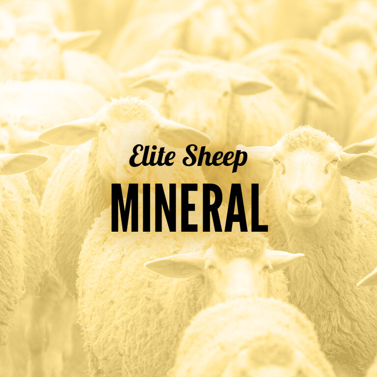 Sheep-Mineral