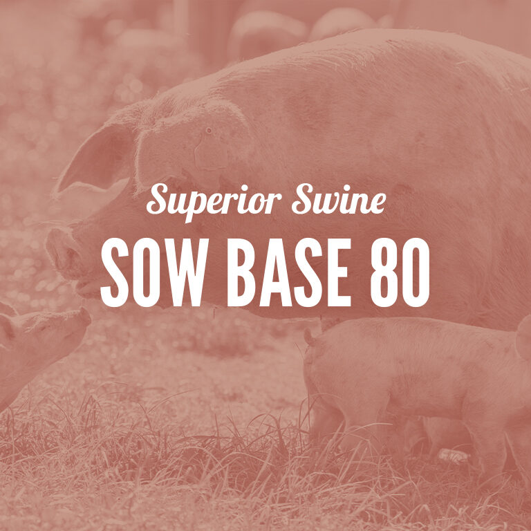 Swine-Sow_Base_80